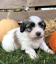 SHICHON MALE PUPPIES for sale in Worthington, IN Photo 1