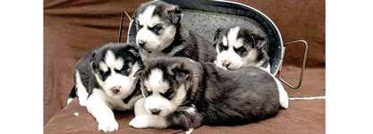AKC REGISTERED SIBERIAN HUSKY PUPPIES for sale in Middlebury, IN