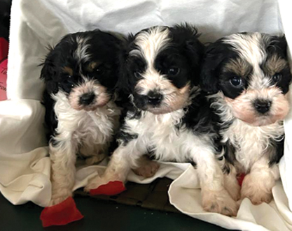 CAVAPOO PUPPIES for sale in Middlebury, IN
