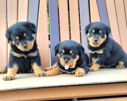 AKC ROTTWEILER PUPPIES for sale in Spencerville, IN