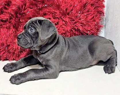 CANE CORSO PUPPIES for sale in Howe, IN