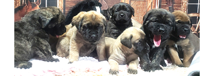 ENGLISH MASTIFF PUPPIES for sale in Camden, MI