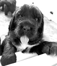 NEWFIEPOO PUPPIES for sale in Dowagiac, MI