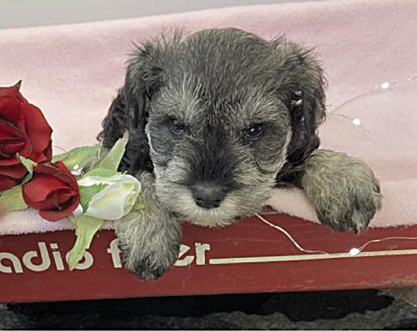 MINIATURE SCHNAUZER PUPPIES for sale in Nappanee, IN