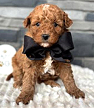 MINI GOLDENDOODLE PUPPIES for sale in Nappanee, IN