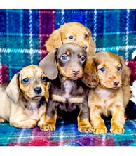 MINIATURE DACHSHUND PUPPIES for sale in Goshen, IN