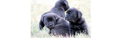 CANE CORSO PUPPIES for sale in Nappanee, IN