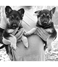 GERMAN SHEPHERD PUPPIES for sale in Montgomery, IN