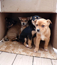 AUSTRALIAN BLUE HEELER MIX PUPPIES for sale in Twining, MI
