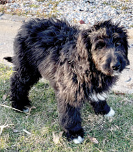 BERNE DOODLE PUPPIES for sale in Columbus, IN