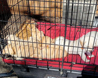 YELLOW LAB PUPPIES for sale in Rolling Prairie, IN