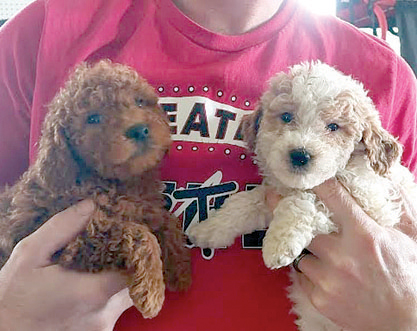 MINI GOLDENDOODLE PUPPIES for sale in New Paris, IN