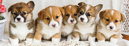 WELSH CORGI PUPPIES for sale in New Paris, IN