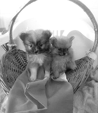 TEACUP POMERANIAN PUPPIES for sale in South Whitley, IN
