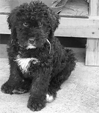 BERNEDOODLE PUPPIES for sale in Brownstown, IN