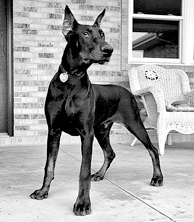 DOBERMAN PUPPIES for sale in Millersburg, IN