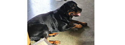 ROTWEILLER 4 YEAR OLD for sale in Plymouth, IN