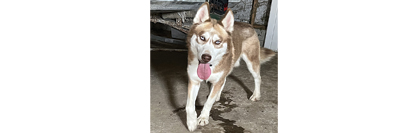 HUSKY MALE for sale in Rome City, IN