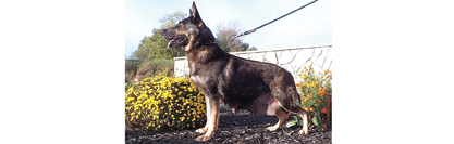 GERMAN SHEPHERD ADULT for sale in Millersburg, IN