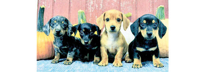 MINI DACHSHUND PUPPIES for sale in Goshen, IN