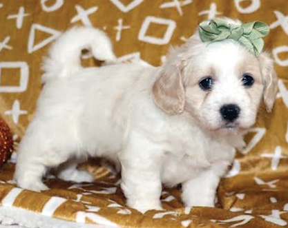 SHIH TZU/GOLDENDOODLE PUPPIES for sale in Bremen, IN