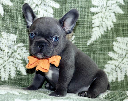 FRENCH BULLDOG PUPPIES for sale in Bremen, IN