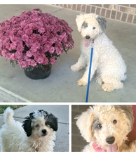 BERNEDOODLES PUPPIES for sale in Woodburn, IN