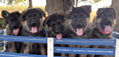 GERMAN SHEPHERD PUPPIES for sale in Elkhart, IN