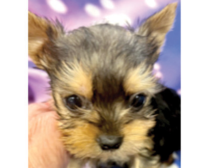 YORKIE PUPPIES for sale in Indianapolis, IN