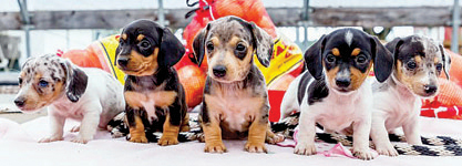 MINIATURE DACHSHUND PUPPIES for sale in Goshen, IN