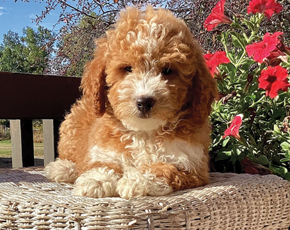 MINI GOLDEN DOODLE PUPPIES for sale in Colon, MI