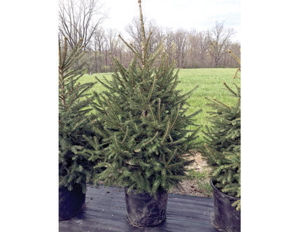 POTTED TREES FOR SALE for sale in Albany, IN