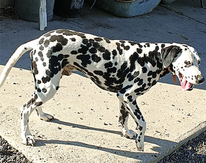 DALMATIAN 4 YEAR OLD DOG for sale in Millersburg, IN