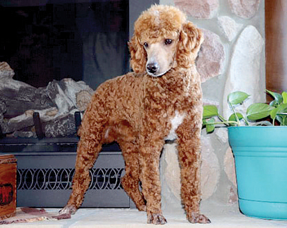 POODLE MALE for sale in Bremen, IN