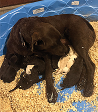 LABRADOR PUPPIES for sale in Buchanan, MI