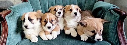 CORGI CROSS PUPPIES for sale in Ligonier, IN