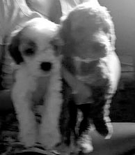 TOY MICRO MINI GOLDENDOODLE PUPPIES for sale in Shelbyville, IN