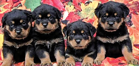 ROTTWEILER PUPPIES for sale in Spencerville, IN