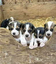BEAGLE PUPPIES for sale in Royal Center, IN