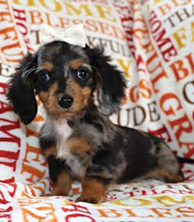 MINI DACHSHUND PUPPIES for sale in Milford, IN