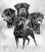 GERMAN ROTTWEILER PUPPIES for sale in Saginaw, MI