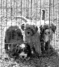 CAVAPOO PUPPIES for sale in Bowling Green, IN