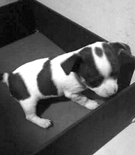 CHIHUAHUA PUPPIES for sale in South Whitley, IN