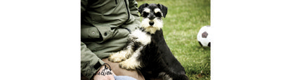 MINIATURE SCHNAUZER PUPPIES for sale in Milford, IN