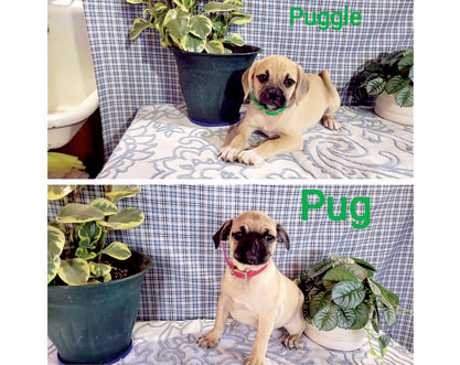 ICA REGISTRATION PUGS for sale in Wakarusa, IN