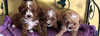 MINI GOLDEN DOODLE PUPPIES for sale in Nappanee, IN