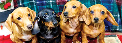 MINI DACHSHUND PUPPIES for sale in Goshen, IN