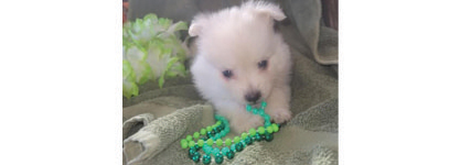 POM PUPPIES for sale in South Whitley, IN