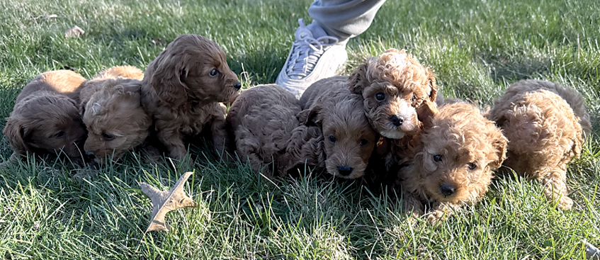MINI GOLDEN POODLE PUPPIES for sale in Antwerp, OH