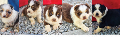 AUSTRALIAN SHEPHERD PUPPIES for sale in Portland, IN
